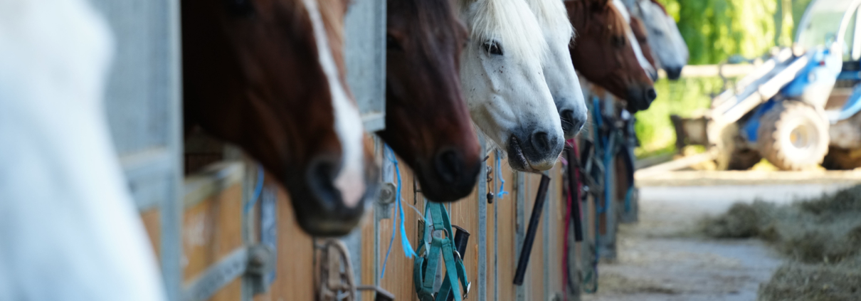 Horses lined up in a barn.