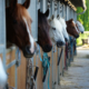 Horses lined up in a barn.