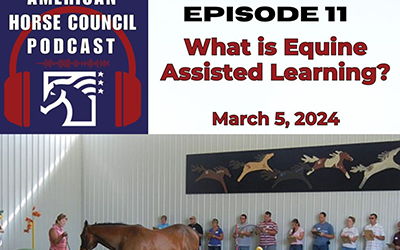 Episode 11: What is Equine Assisted Learning?