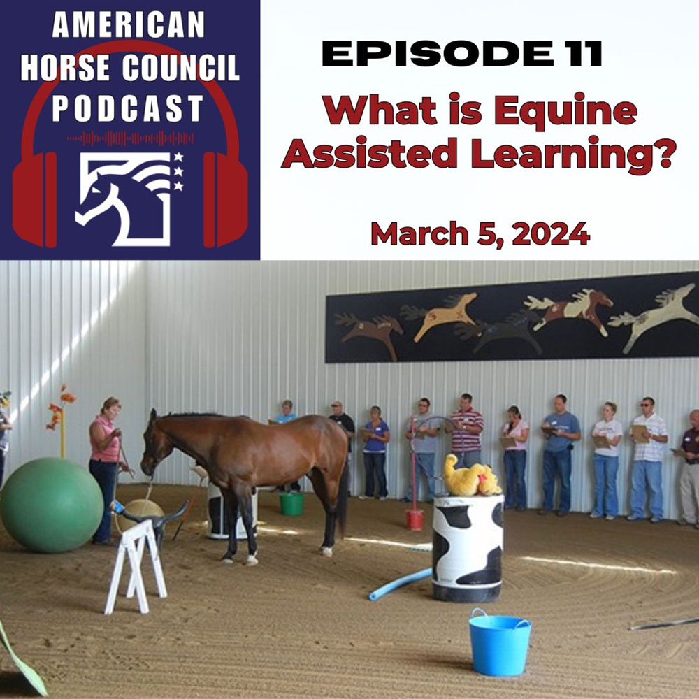 Episode 11 What is Equine Assisted Learning?