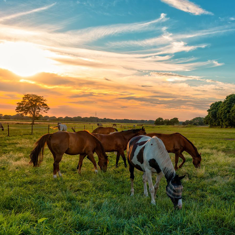 Episode 4: Environmentally Sustainable with Horses