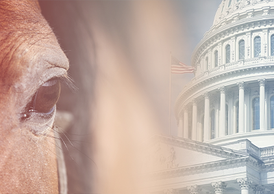 Revisions to Horse Protection Act Effective February 1, 2025